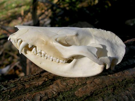 Virginia Opossum Skull By Fossilfeather On Deviantart
