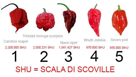 Classification Of The Hottest Chili Peppers Of The World Spicy Devil