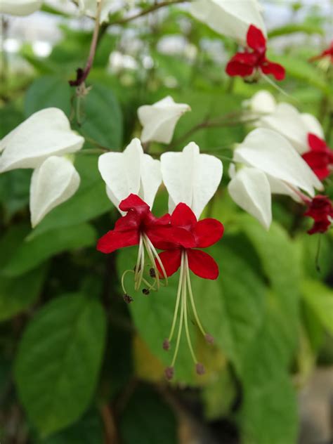 Bleeding Heart Vine Clerodendrum Thomsonae Urban Perennials