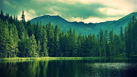 Обои лес природа вода дикая местность зеленый Full Hd Hdtv 1080p 169 бесплатно заставка