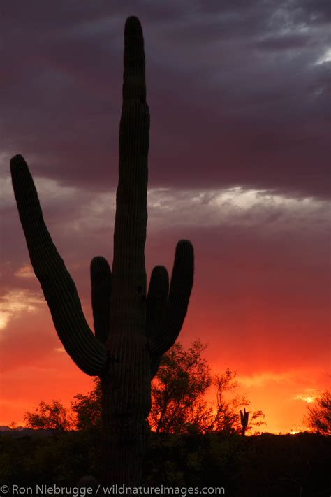 Scottsdale Arizona Photos By Ron Niebrugge