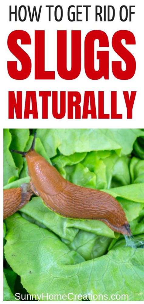 Don't let garden pests destroy your garden. How to Get Rid of Slugs - Naturally | Slugs in garden ...