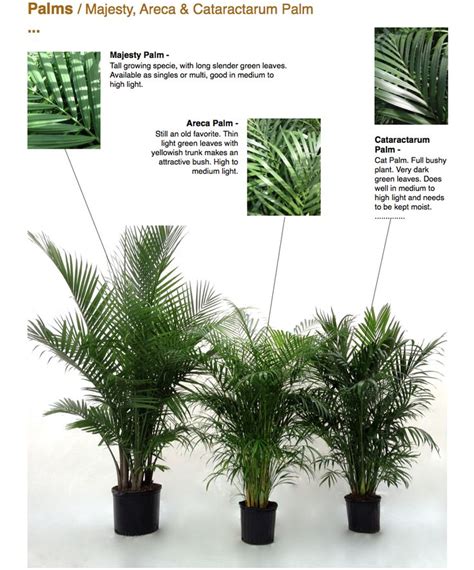 How To Care For A Cat Palm Plant Kristan Wiley