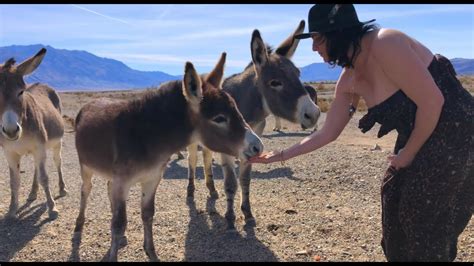 Death Valley Wild Donkeys Youtube