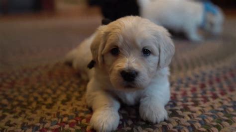Dog colors are very complicated and are affected by multiple sets of genes. ~~ Our Winter Mini Golden-doodle Puppies ~~ - YouTube