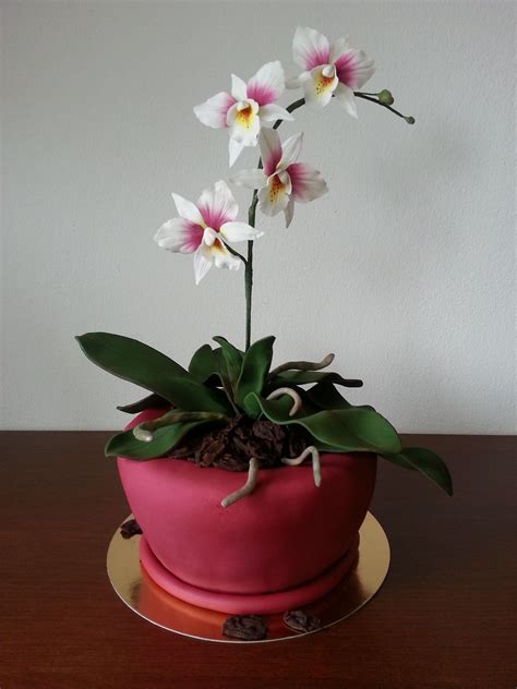 I shift the weight of the cake during the drip, to help counter the various pot holes and sudden stops that are inevitable on. Pin by Amanda Wietecha on Desserts | Orchid cake, Flower ...