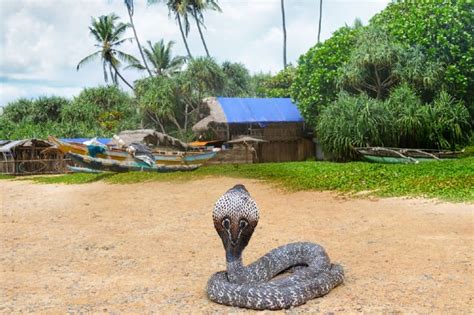 Banyak orang yang menggunakan tanaman hingga bahan alami untuk mengusir ular. Cara Cegah Ular Masuk Rumah : Panas Melampau Undang Ular ...