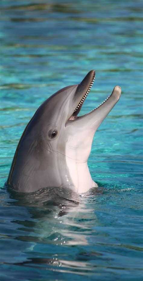 Picture Of A Smiling Dolphin About Wild Animals