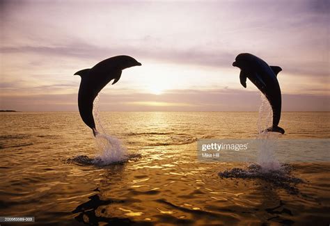 Silhouettes Of Two Bottle Nosed Dolphins Jumping From Sea At Sunset