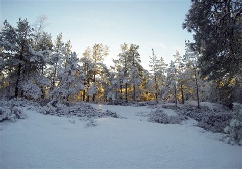 When Snow Has Covered The Forest Study In Sweden The Student Blog