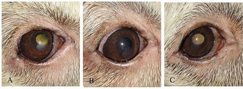 Dog Corneal Ulcer Healing Stages