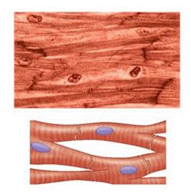Quia - KM Anatomy Histology Identification- 4 Types & Subtypes