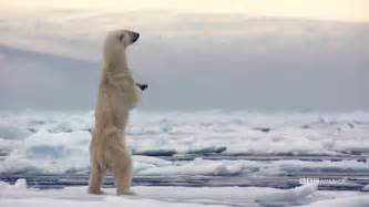 The Hunt Polar Bears July 3 At 98c On Bbc America Youtube