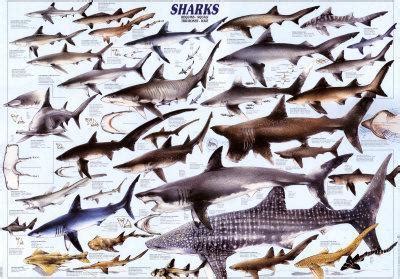 However, the great white shark is universally known by its scientific name of carcharodon carcarias around the world. 'Sharks' Posters - | AllPosters.com