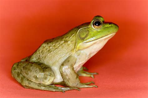 Frog Profile Picture Jack Bispo