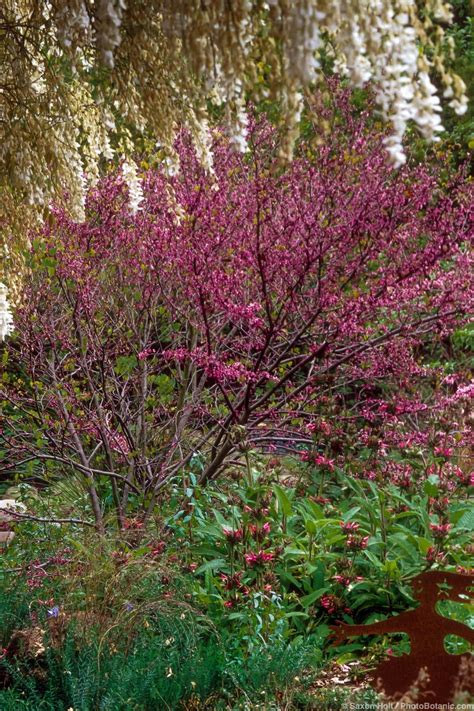 California Native Redbud Tree Summer Dry Celebrate Plants In Summer
