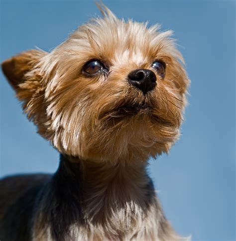 Yorkshire terriers are small companion dogs who make excellent family pets. Yorkshire Terrier - 15 Best Small Dog Breeds for Indoor Pets ... …