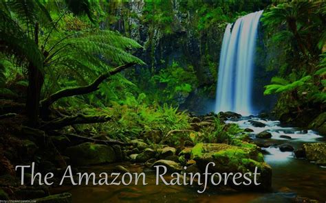 Amazon Rainforest Traveling Facts Travel Innate