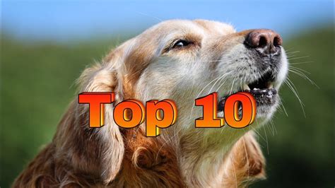 Top 10 Dog Barking Videos Compilation 2016 ♥ Dog Barking Sound Funny