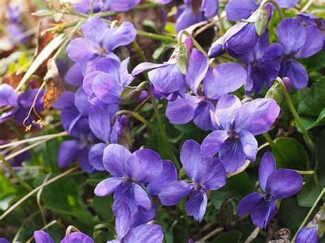 It's common knowledge that some of your beloved plants may not be safe for your new dog or cat, but bloomscape is here to help. 22 Cat Safe Outdoor Plants For Your Garden
