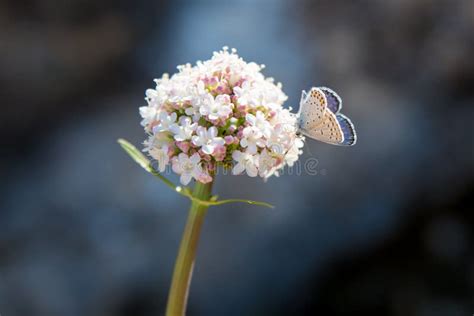 Cream Butterfly White Pink Flower Stock Photo Image Of Petals