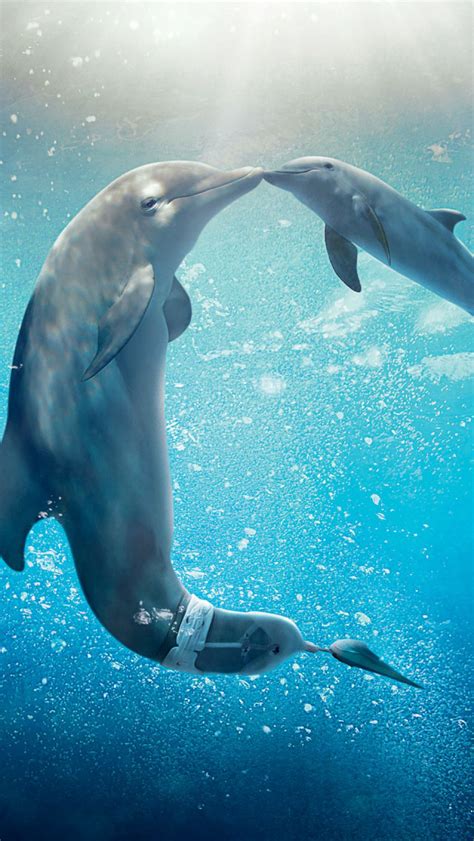 Watch bernie the dolphin 2 2019 online free and download bernie the dolphin 2 free online. Dolphin Tale 2 iPhone 6 / 6 Plus and iPhone 5/4 Wallpapers