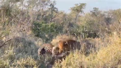 Male Lion Catches A Leopard Catching A Warthog Youtube