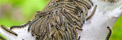 How To Get Rid Of Tent Caterpillars In 4 Easy Steps Diy Tent