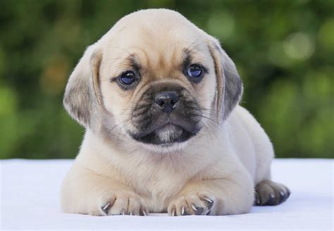 He is 11 weeks old. Puggle Puppies For Sale | Chevromist Kennels