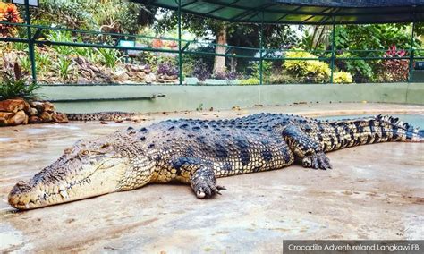 See reviews, articles & photos before visiting. Taman Buaya Langkawi planning glass bridge for walks over ...