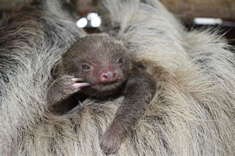 Baby Sloth Sandy Born At Buttonwood Park Zoo In New Bedford The First