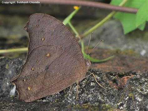 Common Evening Brown Melanitis Leda Kokrajhar Assam In Flickr