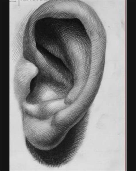 Ear Drawing Illustration How To Draw For Beginners New Fashion
