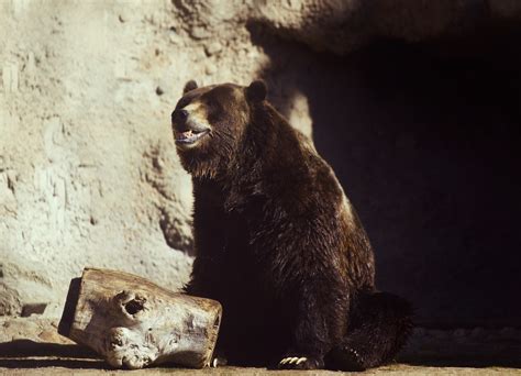 Denver Zoo Debuts New Grizzly Bear Habitat