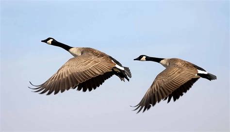 Goose The Canadian Encyclopedia Flying Geese Canadian Goose Goose