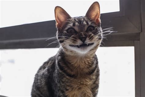27 Smiling Cat Memes California Memes
