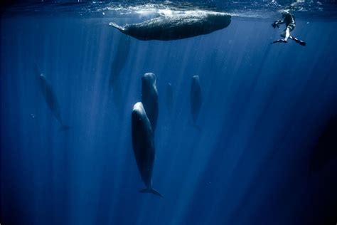 Sleeping Whales Photographer Reveals What Whales Look Like When They
