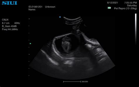 Feline Pregnancy Scan Near Crewe Animal Ultrasound Association