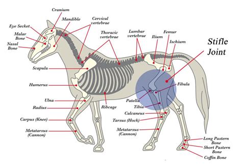 Stifle Lameness In Horses Causes Treatment And Prevention Mad Barn