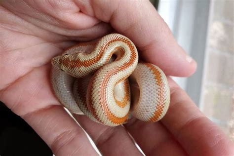 Rosy Boa Prices How Much Do They Cost