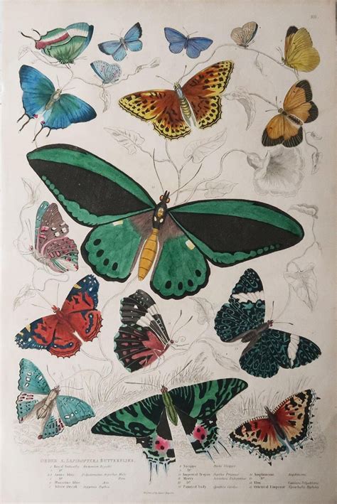 Large Original Antique Natural History Print Butterflies Circa 1835