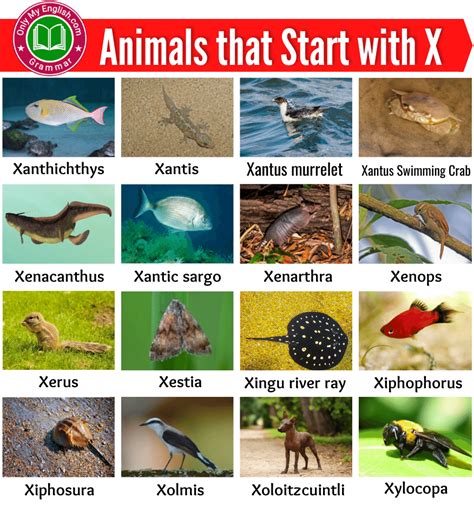 20+ Animals that Start with X | Animals beginning with X
