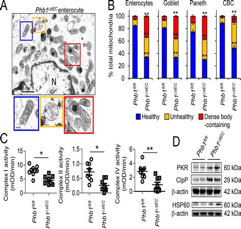 Mitochondrial Dysfunction During Loss Of Prohibitin 1 Triggers Paneth