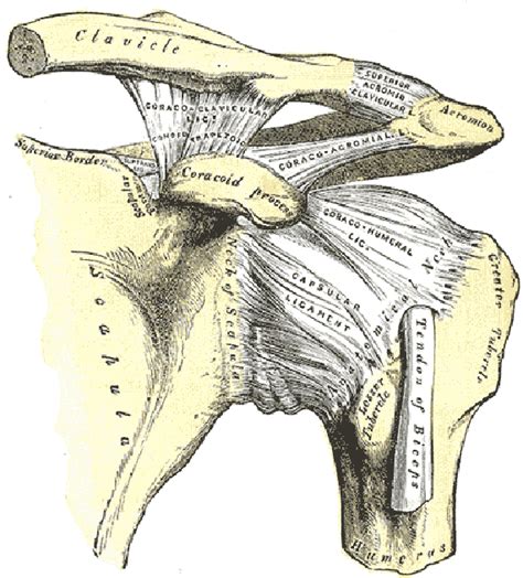 The subacromial bursa lies on the superior aspect of the supraspinatus tendon (see the images below). Shoulder Anatomy Function: bones, ligaments, cartilage, tendons, bursa
