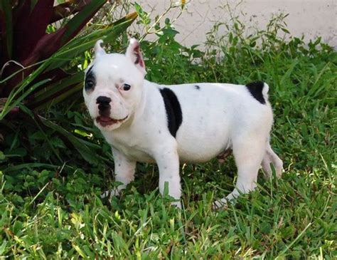 This breed needs leadership and will. 55 best Shorty bull images on Pinterest | Dogs, Bullies and Puppies