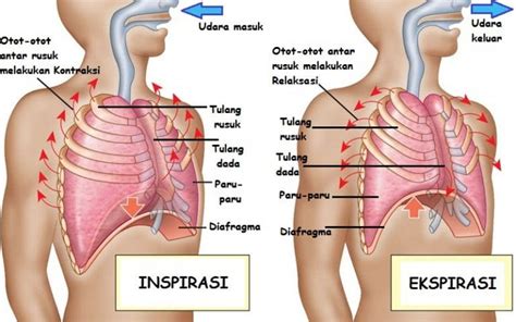Diafragma adalah sekat antara rongga dada dan rongga perut. Pengertian Mekanisme Pernapasan : Pernapasan Dada ...