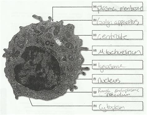 labeled animal cell under electron microscope 8745961 orig ...