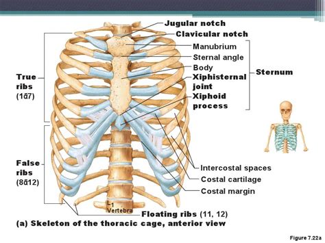 Instead, anatomists classify the ribs as flat bones, and they are located within the axial skeleton. Identification of Bones at Trenholm Tech - StudyBlue