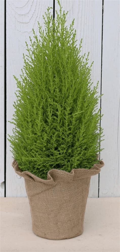 Lemon Cypress Cone Topiary Plant Alive And Fresh Topiary