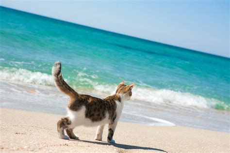 Cats On Ocean City Beach Kitty Beach Days Are Actually A Thing